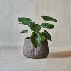 Nkuku Large Wampu Wide Planter - Distressed Brown / Black Planters & Vases