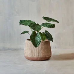 Nkuku Planters & Vases Large Wampu Wide Planter - Distressed Terracotta