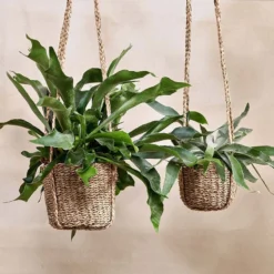 Nkuku Sangdi Seagrass Hanging Planter