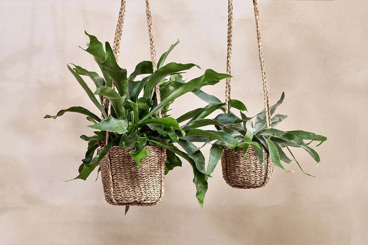 Nkuku Sangdi Seagrass Hanging Planter 3 Nkuku Sangdi Seagrass Hanging Planter